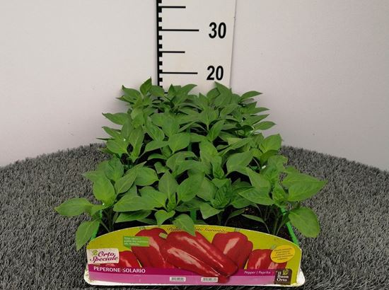 Immagine di PEPERONE ROSSO ESTRELLA F1 PACK 4 PIANTE