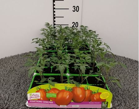 Immagine di POMODORO CENCARA F1 PACK 4 PIANTE