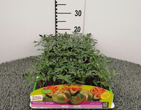 Immagine di POMODORO TONDO PYNTINO F1 PACK 4 PIANTE