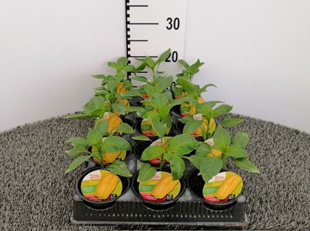 Immagine di PEPERONE GIALLO TOP YELLOW F1 V.10 CM