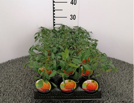 Immagine di POMODORO CUORE LIGURE KOKORO F1 V.10 CM