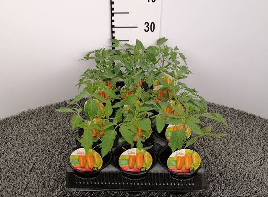 Immagine di POMODORO SAN MARZANO VOLPINO F1 V.10 CM