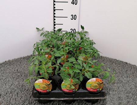 Immagine di POMODORO TONDO PYNTINO F1 V.10 CM