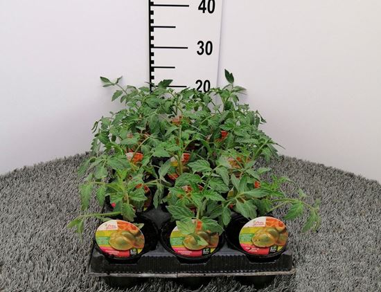 Immagine di POMODORO TONDO PYNTINO F1 V.10 CM