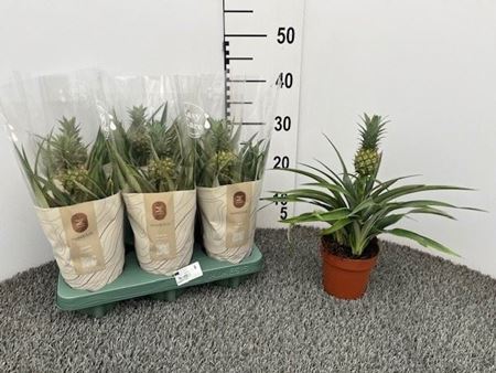 Immagine di ANANAS MIX V.12 CM