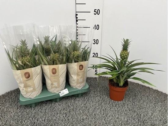 Immagine di ANANAS MIX V.12 CM