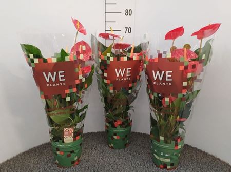 Immagine di ANTHURIUM ANDR. MIX V.17 CM 4-6 fiori