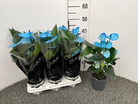 Immagine di ANTHURIUM BLU V.12 CM