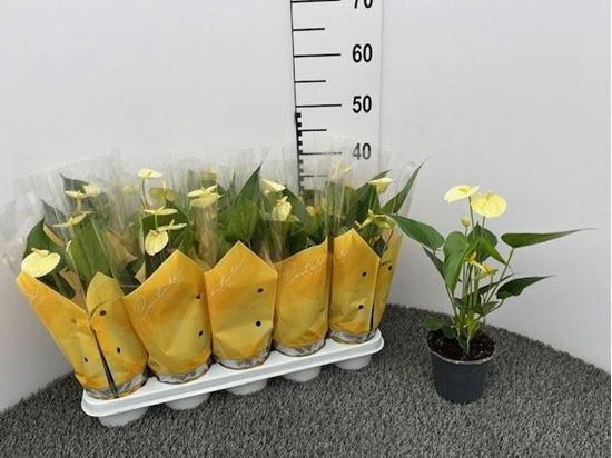 Immagine di ANTHURIUM COLORI PARTICOLARI V.12 CM