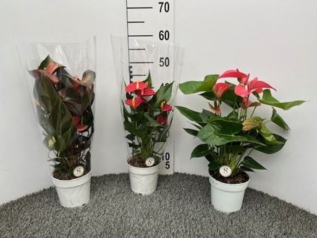 Immagine di ANTHURIUM CHAMPION MIX V.14 CM
