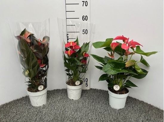 Immagine di ANTHURIUM CHAMPION MIX V.14 CM