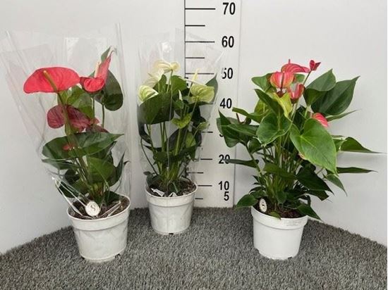 Immagine di ANTHURIUM CHAMPION MIX V.17 CM