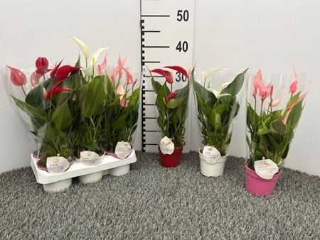 Immagine di ANTHURIUM LILLI V.9 CM