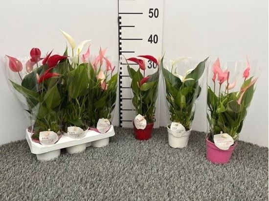 Immagine di ANTHURIUM LILLI V.9 CM