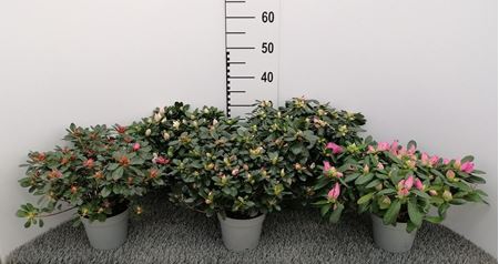 Immagine di AZALEA MIX V.14 CM DIAM.22-25 CM