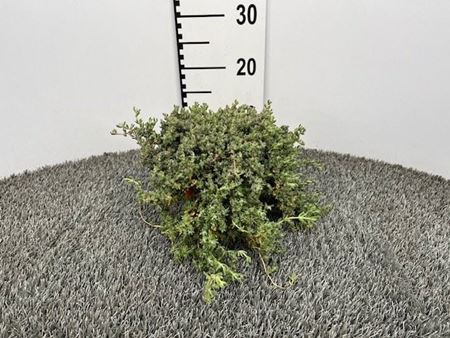 Immagine di BARBA DI GIOVE V.14 CM