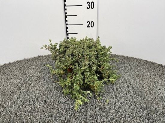 Immagine di BARBA DI GIOVE V.14 CM