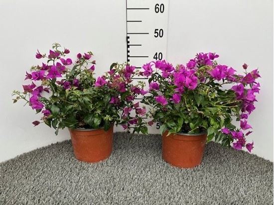 Immagine di BOUGAINVILLEA V.21 CM CESPUGLIO