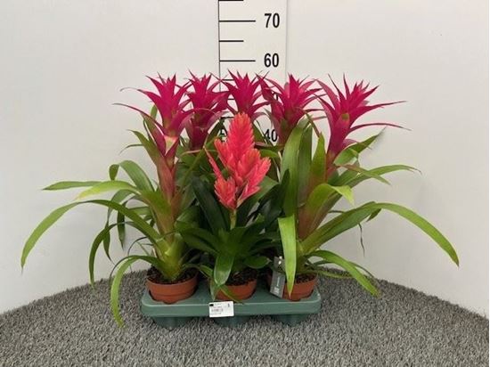 Immagine di BROMELIA MIX V.12 CM