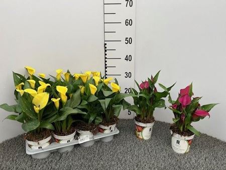 Immagine di CALLA COLORATA V.10 CM