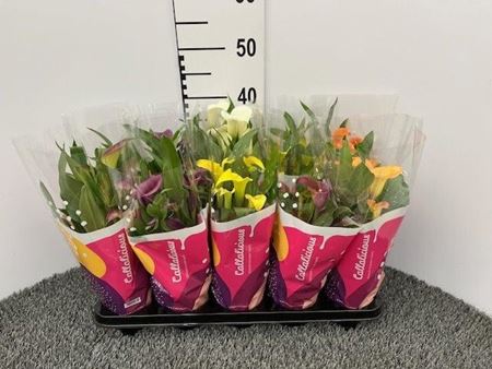 Immagine di CALLA COLORATA V.12 CM