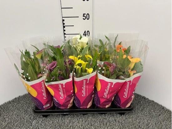 Immagine di CALLA COLORATA V.12 CM