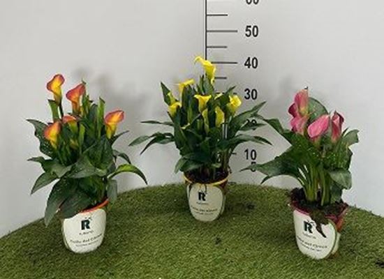 Immagine di CALLA COLORATA V.13 CM