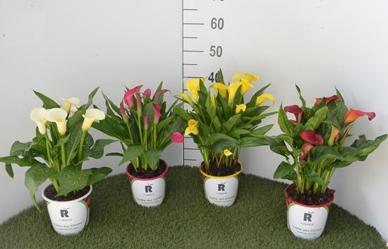 Immagine di CALLA COLORATA V.15 CM