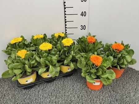 Immagine di CALENDULA V.14 CM