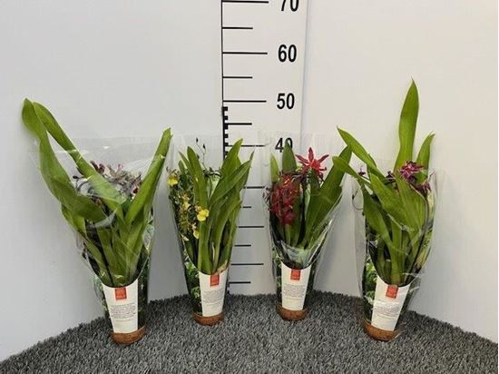 Immagine di CAMBRIA MIX V.9 CM