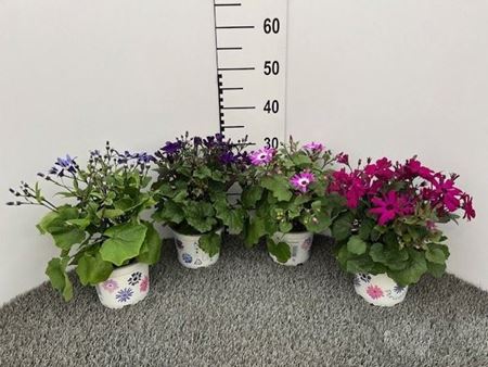 Immagine di SENETTI V.15 CM