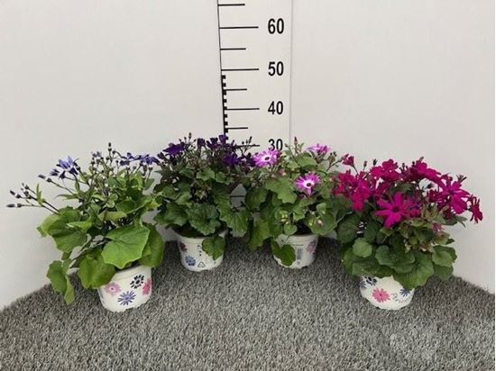Immagine di SENETTI V.15 CM
