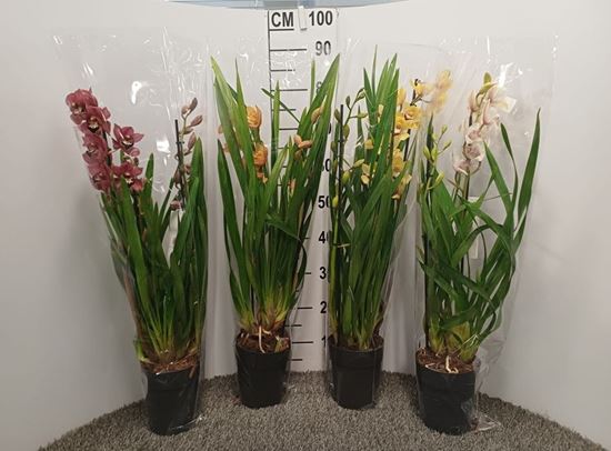 Immagine di CYMBIDIUM MIX V.14 CM 2/3 RAMI