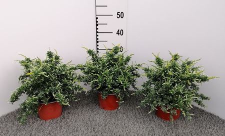 Immagine di CYTISUS CESPUGLIO V.15 CM