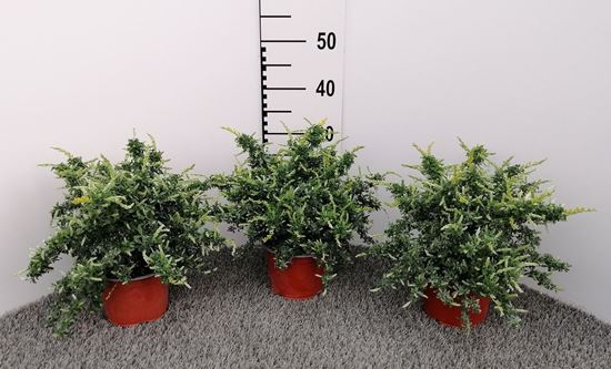 Immagine di CYTISUS CESPUGLIO V.15 CM