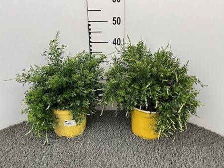 Immagine di CYTISUS CESPUGLIO V.18 CM