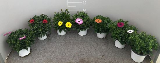 Immagine di DIMORPHOTECA CESPUGLIO V.14 CM