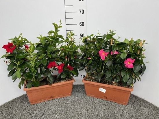 Immagine di DIPLADENIA BALCONETTA 40 CM