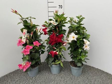 Immagine di DIPLADENIA V.14 CM PIRAMIDE