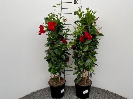 Immagine di DIPLADENIA PIRAMIDE H.70 V.17 CM