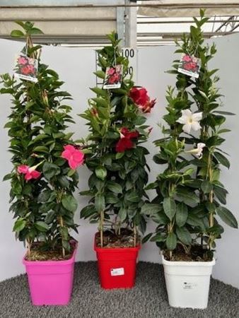 Immagine di DIPLADENIA MIX PIRAMIDE H.100 V.19 CM