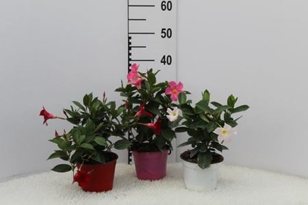 Immagine di DIPLADENIA V.14 CM