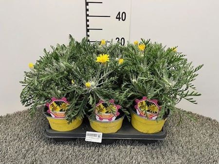 Immagine di EURYOPS CESPUGLIO V.14 CM