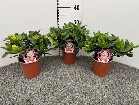 Immagine di GARDENIA V.14 CM