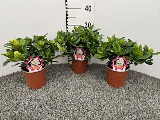 Immagine di GARDENIA V.14 CM