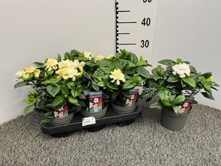 Immagine di GARDENIA V.13 CM