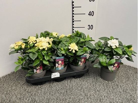 Immagine di GARDENIA V.13 CM