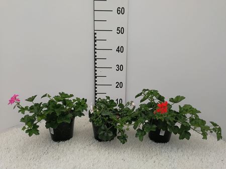 Immagine di GERANEO PARIGINO V.14 CM