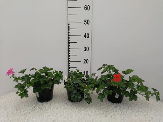 Immagine di GERANEO PARIGINO V.14 CM