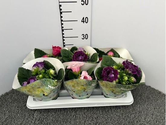 Immagine di GLOXINIA V.12 CM